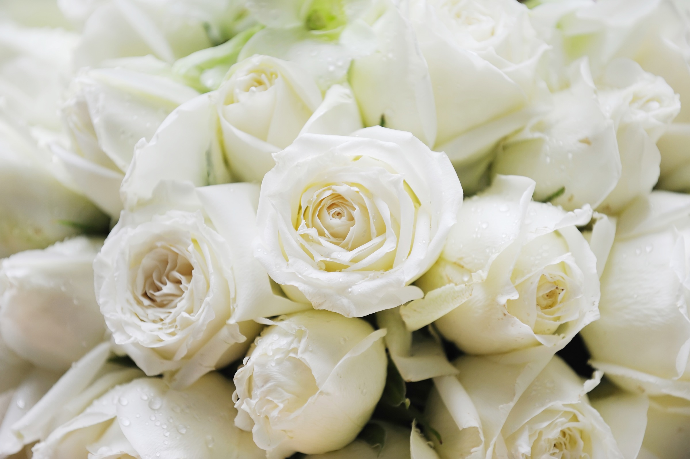 Papermoon Fototapetas »White Roses«