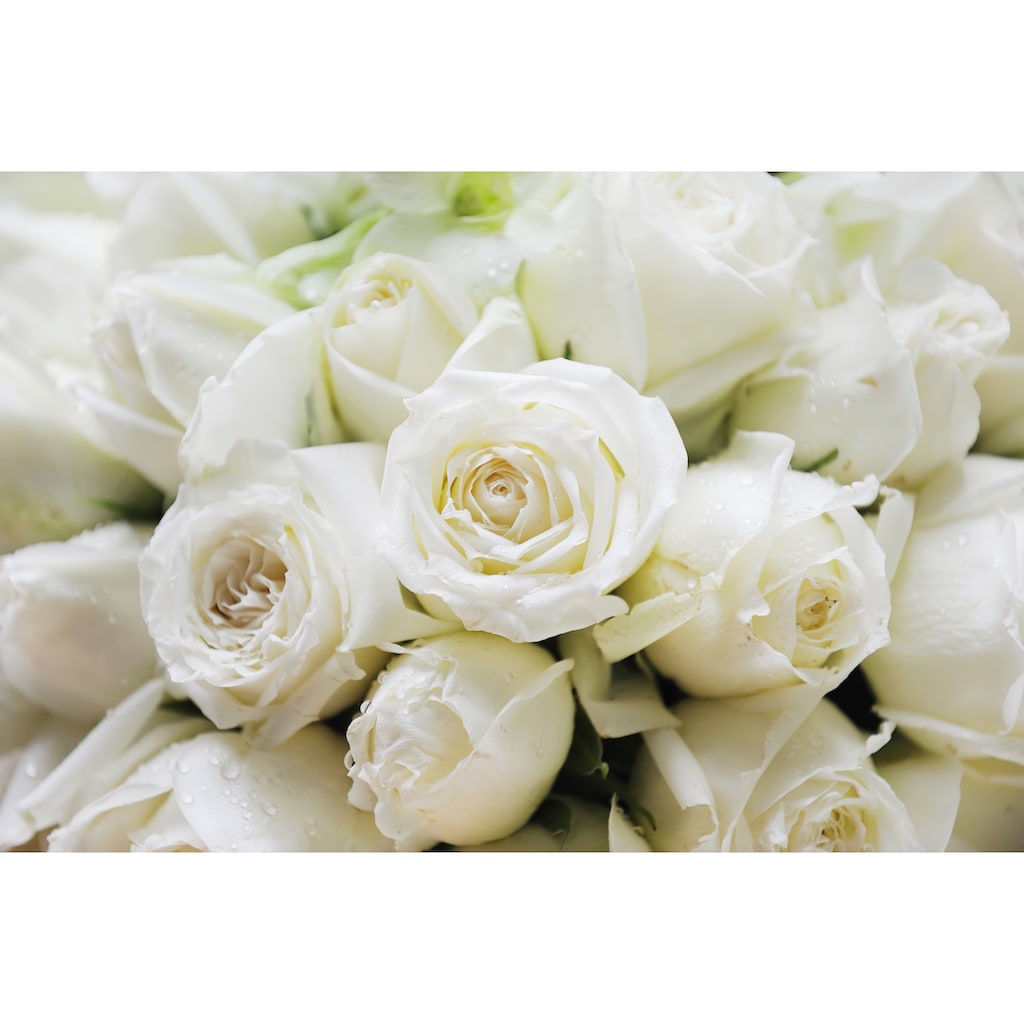 Papermoon Fototapete »White Roses«