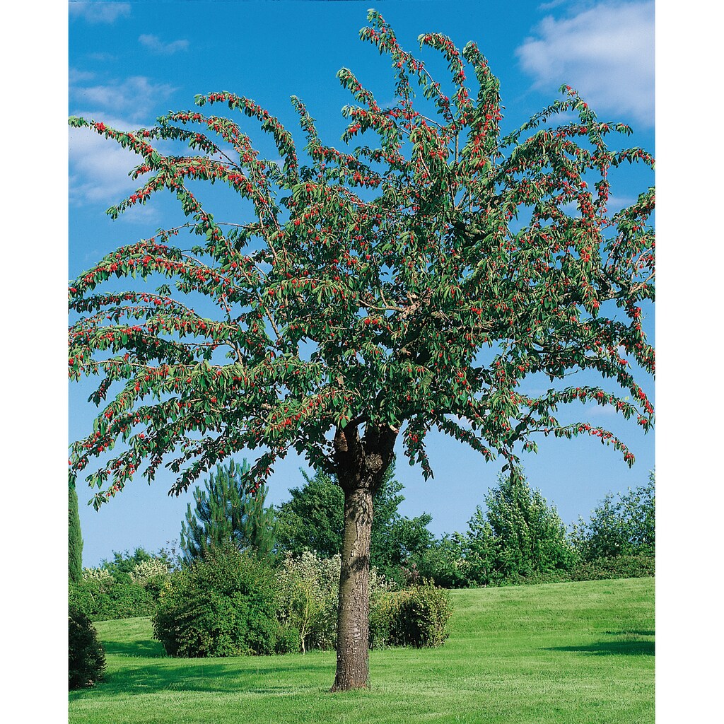 BCM Obstpflanze »Apfel 'Cox Orange'«, (1 St.), Höhe: 80-100 cm, 1 Pflanze
