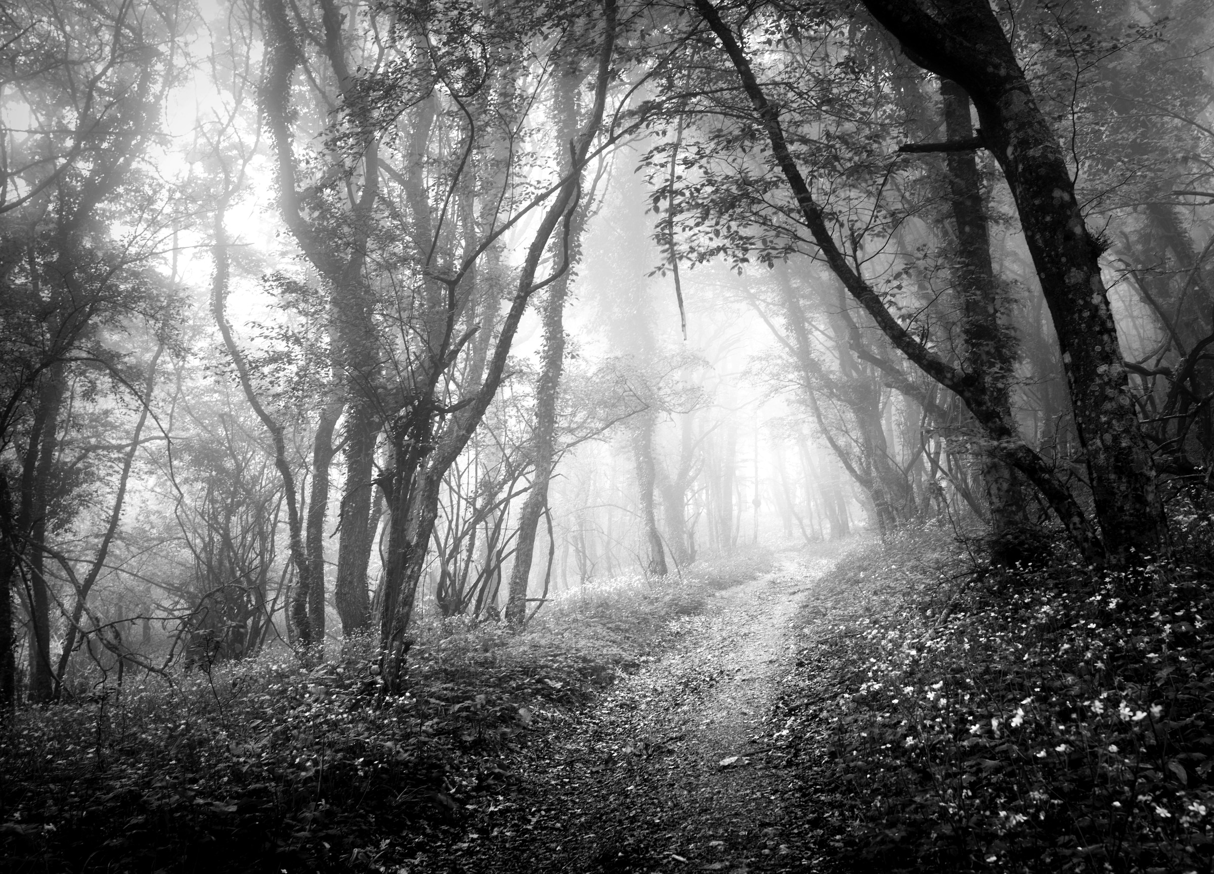 Papermoon Fototapete "Wald Schwarz & Weiß"