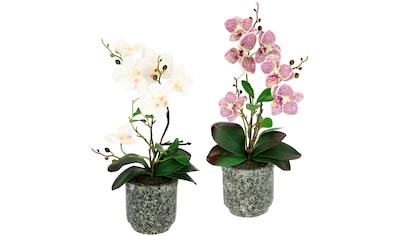 I.GE.A. Kunstpflanze »Orchidee«, (2 St.), Mit Blättern und Luftwurzeln, im Topf aus... kaufen
