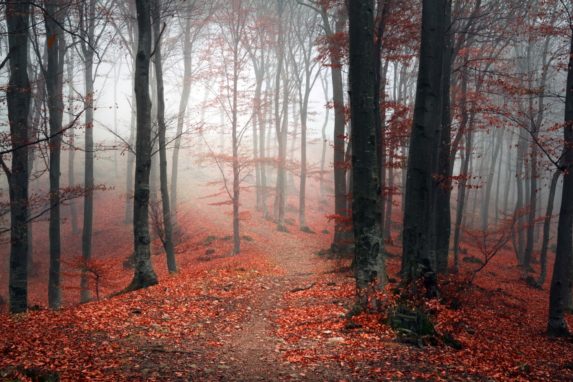 queence Leinwandbild "Herbstwald", Bäume-Baumbilder, (1 St.), Akustikbild mit sehr guten Schallabsorptions-Eigenschaften