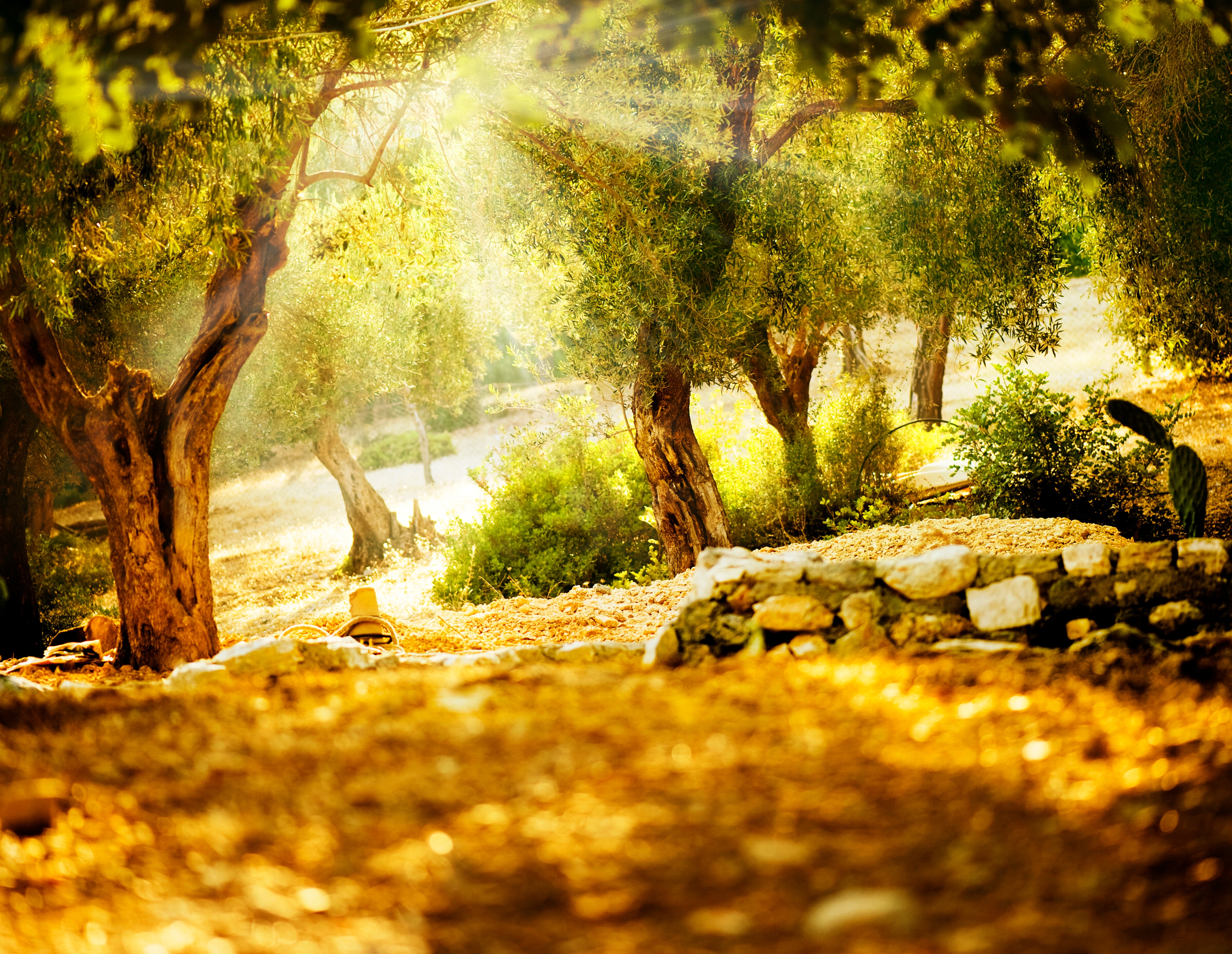Papermoon Fototapete "Olive Trees" glatt
