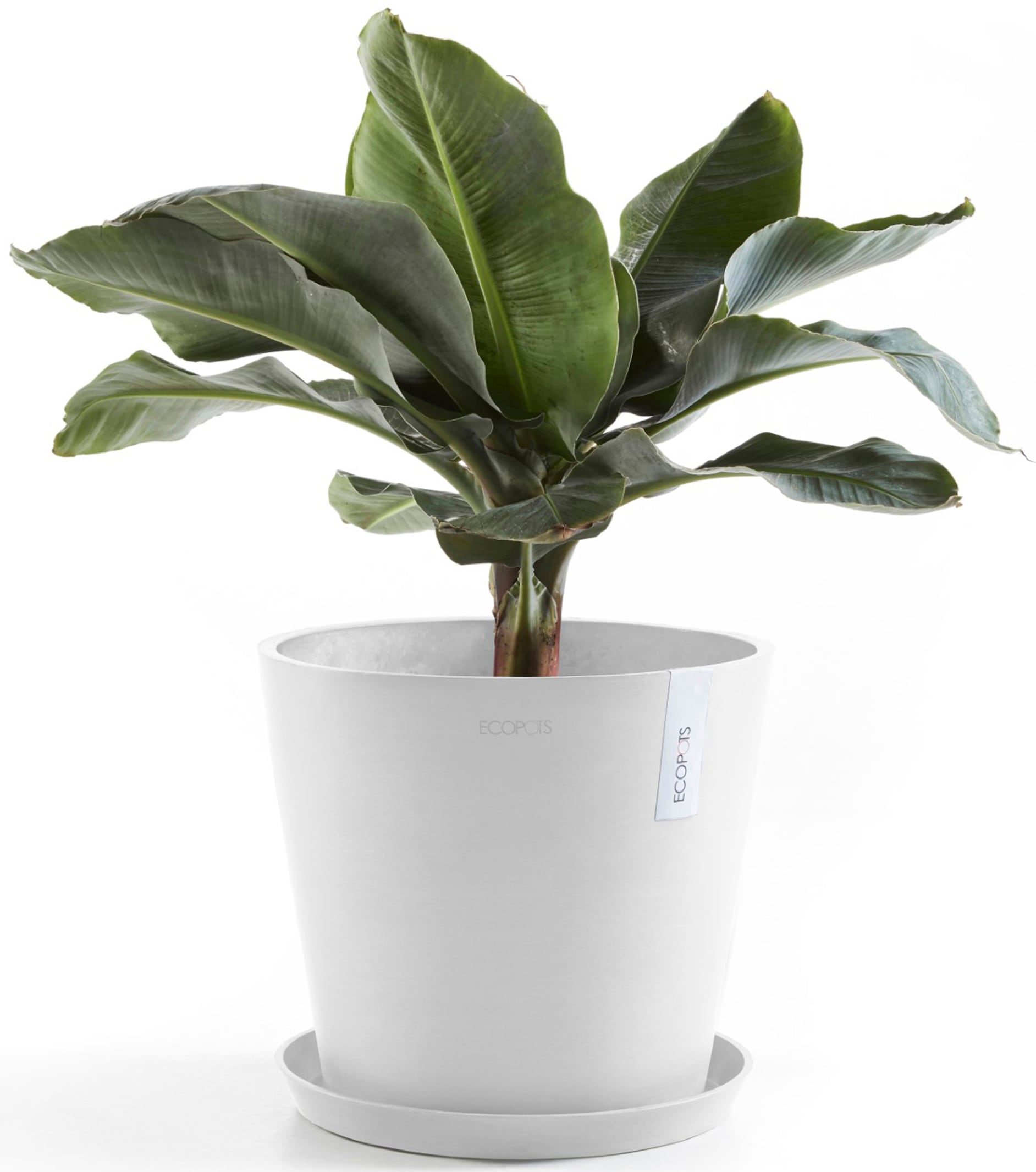 ECOPOTS Blumentopf »Amsterdam 30 Weiß«, für innen und außen: frostsicher, bruchsicher und lichtbeständig