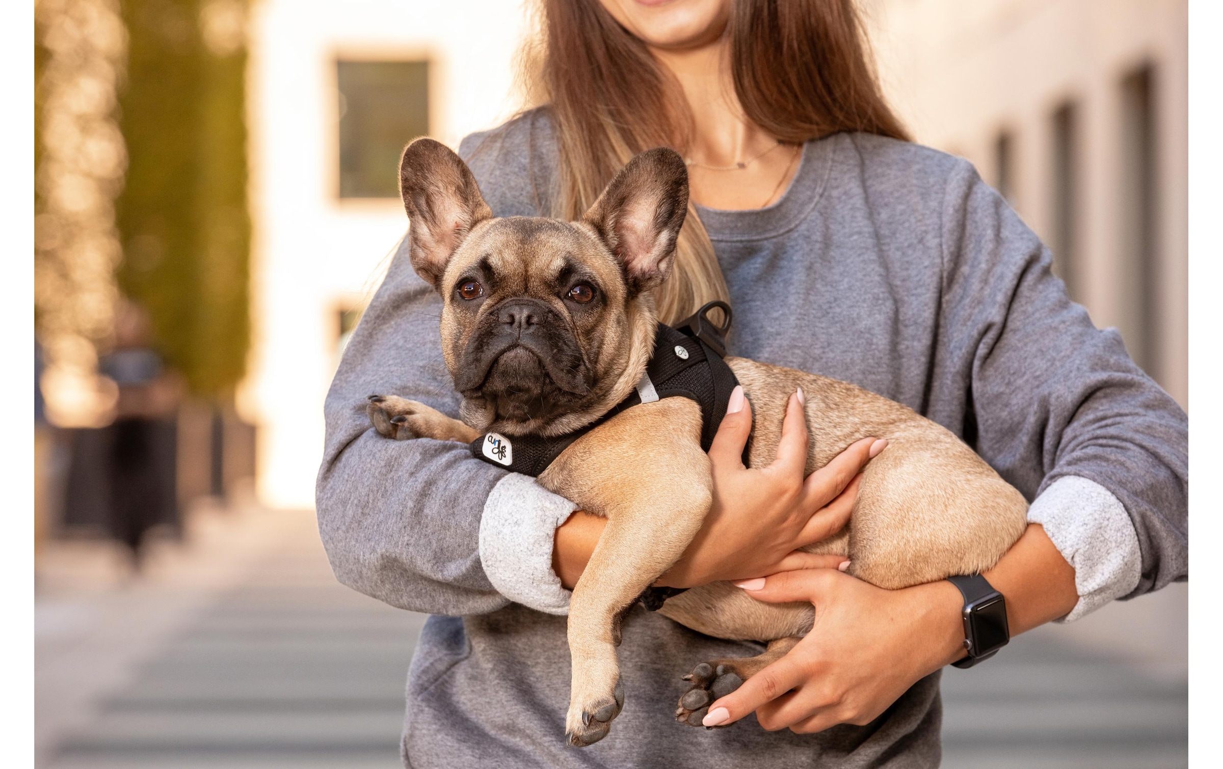Curli Hunde-Geschirr »Vest Air-Mesh L« Polyester Hunderasse: Jack Russell