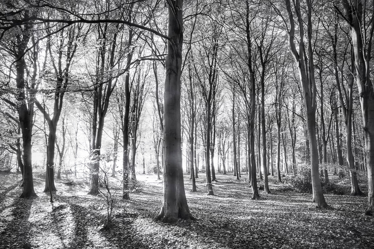 Papermoon Fototapete "Wald Schwarz & Weiß"