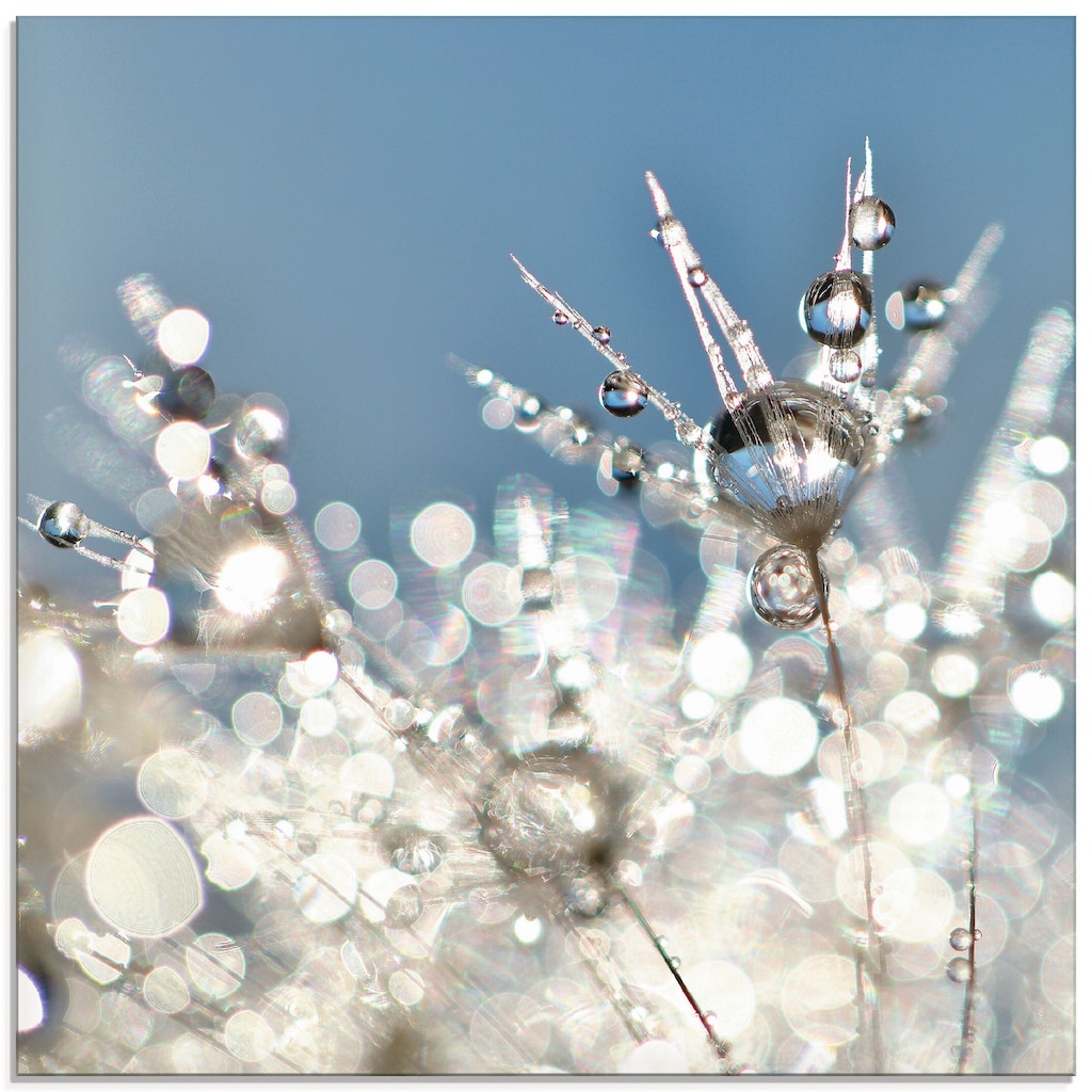 Artland Glasbild »Pusteblume Tropfen abstrakt«, Blumen, (1 St.)