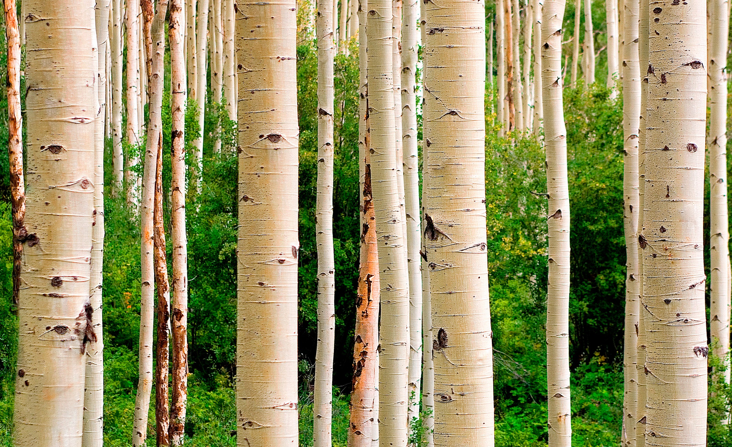 Papermoon Fototapete "Aspen Woods in Summer" glatt