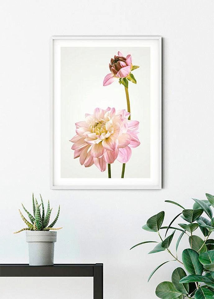 Komar Bild "Dahlia" Blumen 1 Stk. tlg. Wandbild zur Dekoration - ohne Rahmen