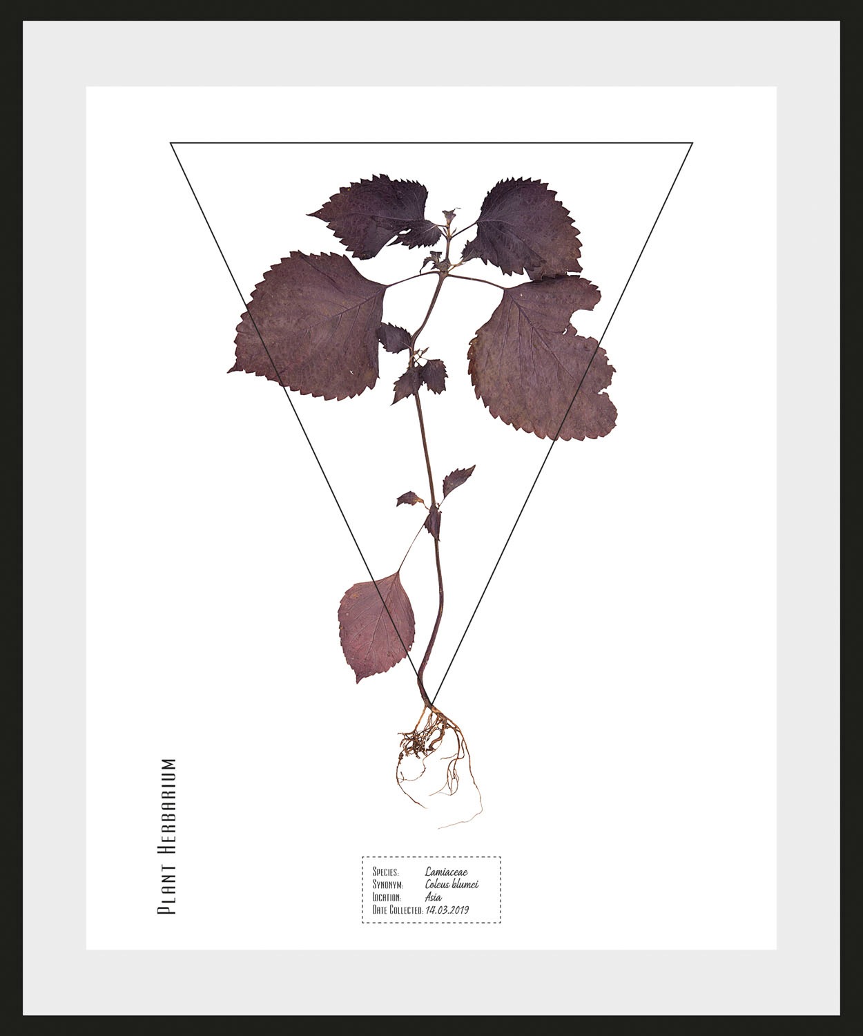 queence Bild »Lamiaceae«, (1 St.)
