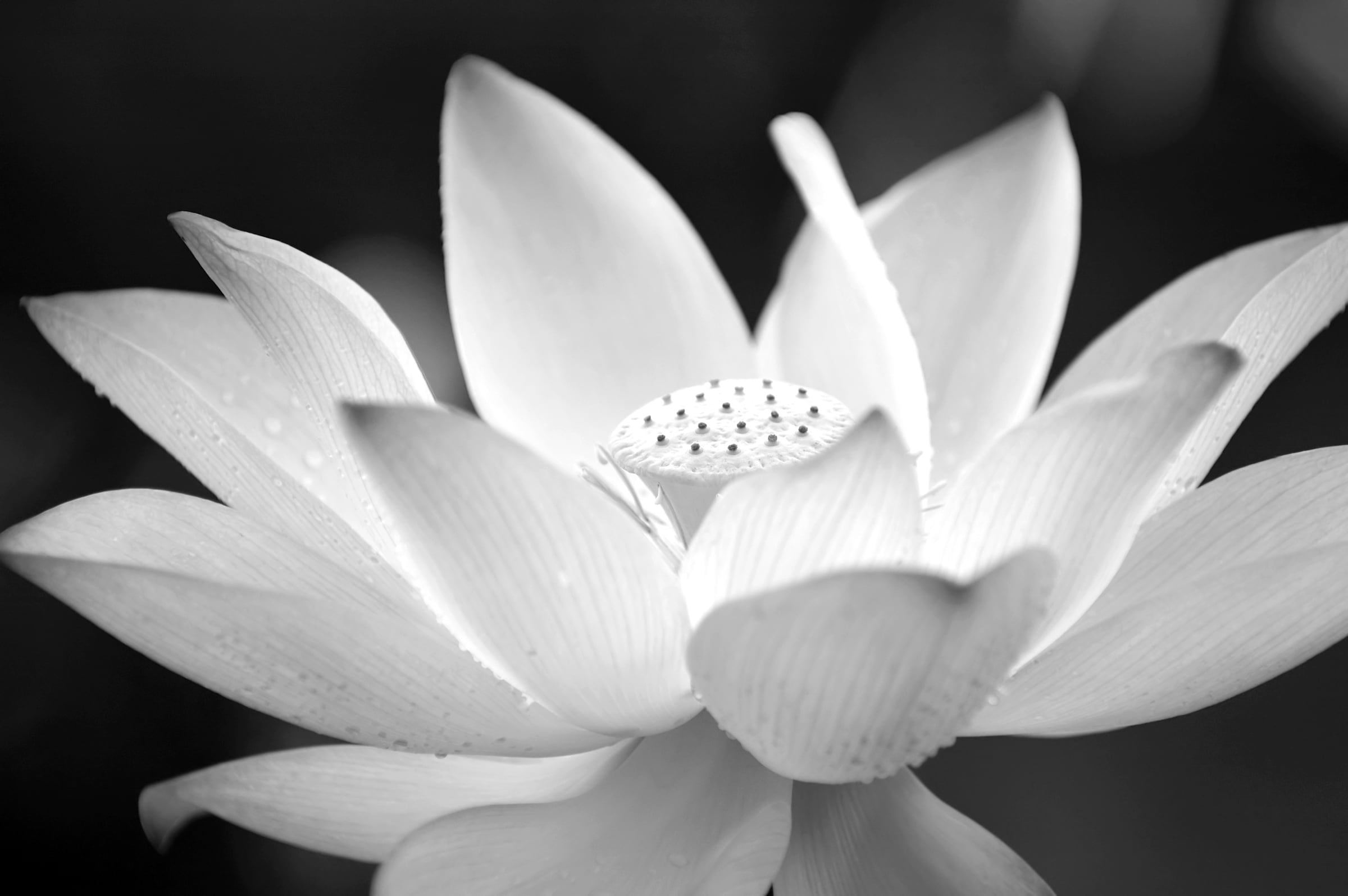 Papermoon Fototapete "Blume Schwarz & Weiß"