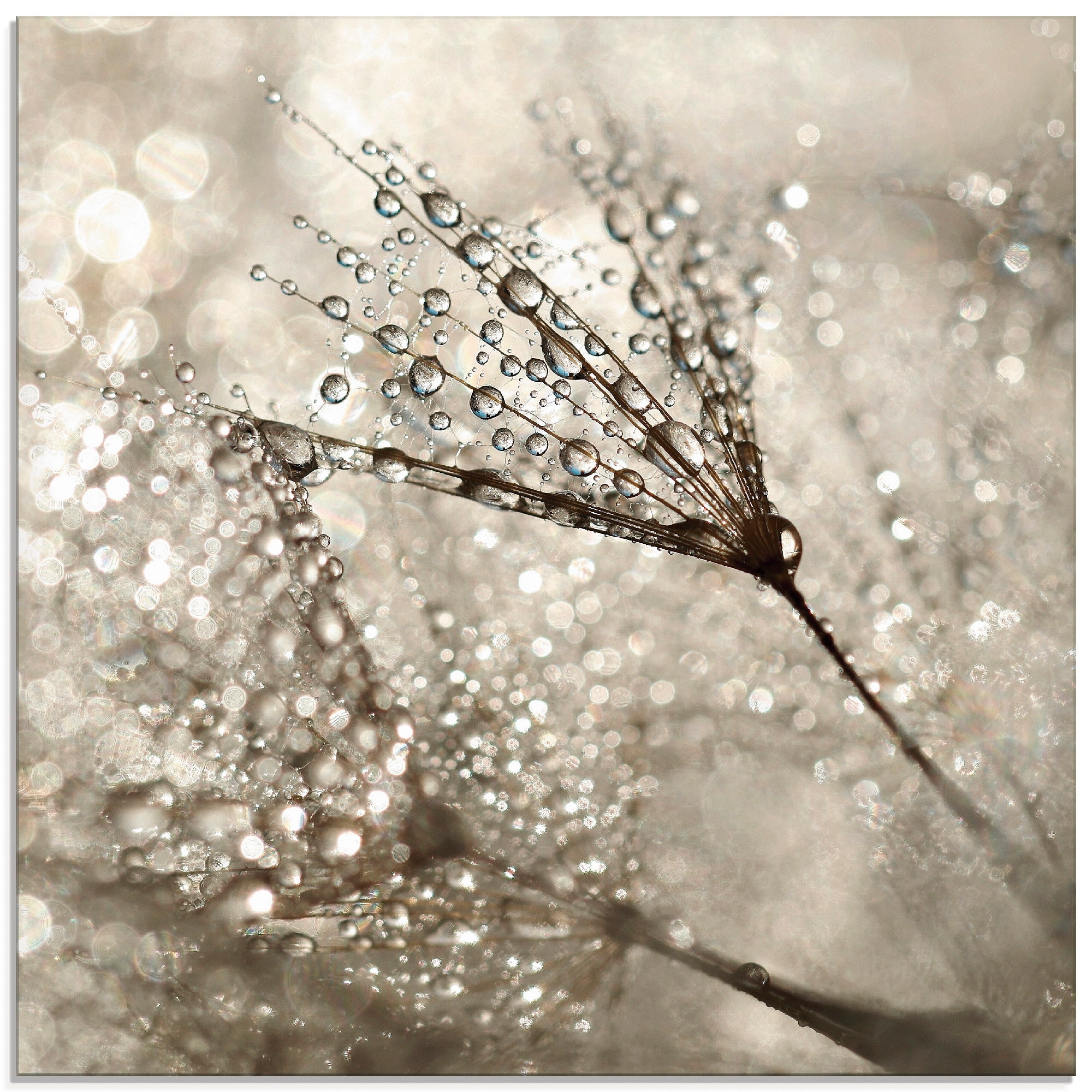 Glasbild »Pusteblume Tautropfen I«, Blumen, (1 St.), in verschiedenen Größen