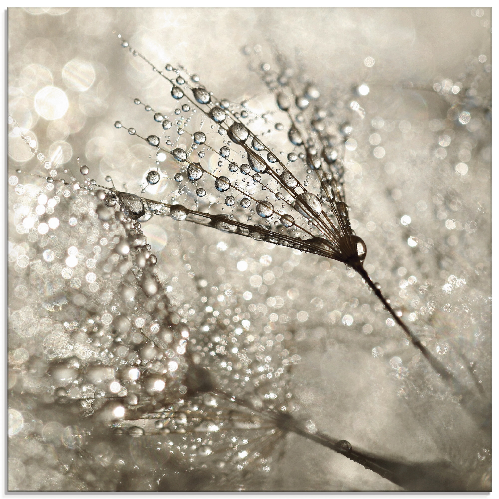 Artland Glasbild "Pusteblume Tautropfen I" Blumen 1 Stk. tlg. in verschiedenen Größen