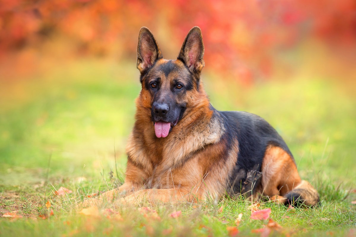 Papermoon Fototapete "Hund in Natur"