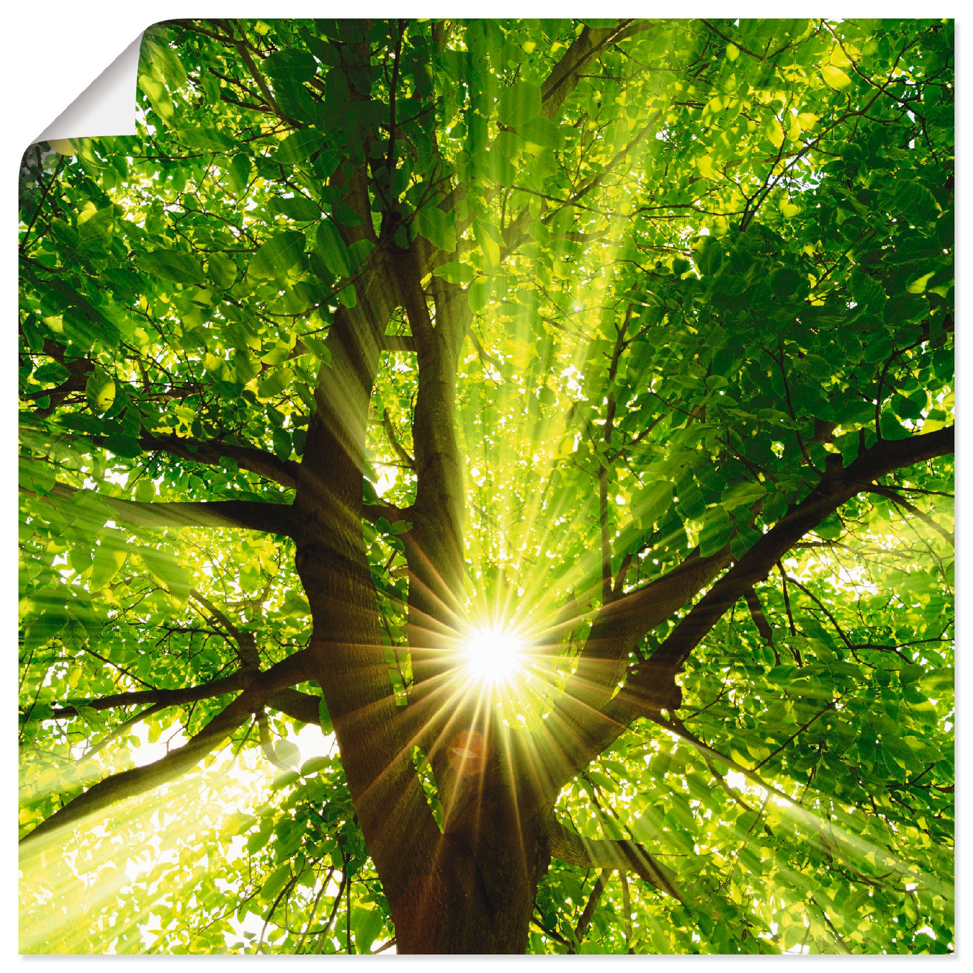 Artland Wandbild »Sonne strahlt explosiv durch den Baum«, Bäume, (1 St.),  als Alubild, Leinwandbild, Wandaufkleber oder Poster in versch. Größen  kaufen | BAUR