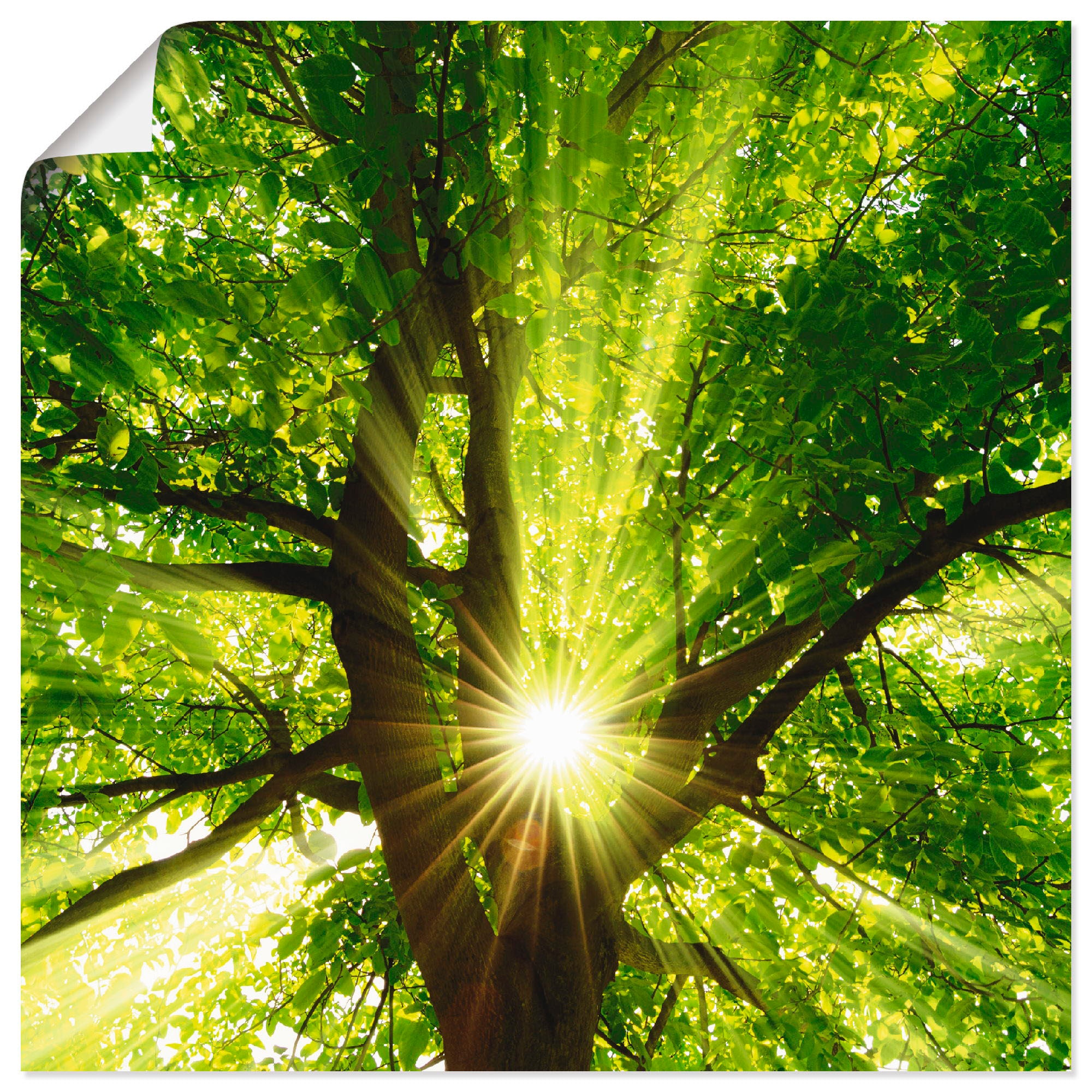 Artland Wandbild "Sonne strahlt explosiv durch den Baum" Bäume 1 Stk. tlg. günstig online kaufen
