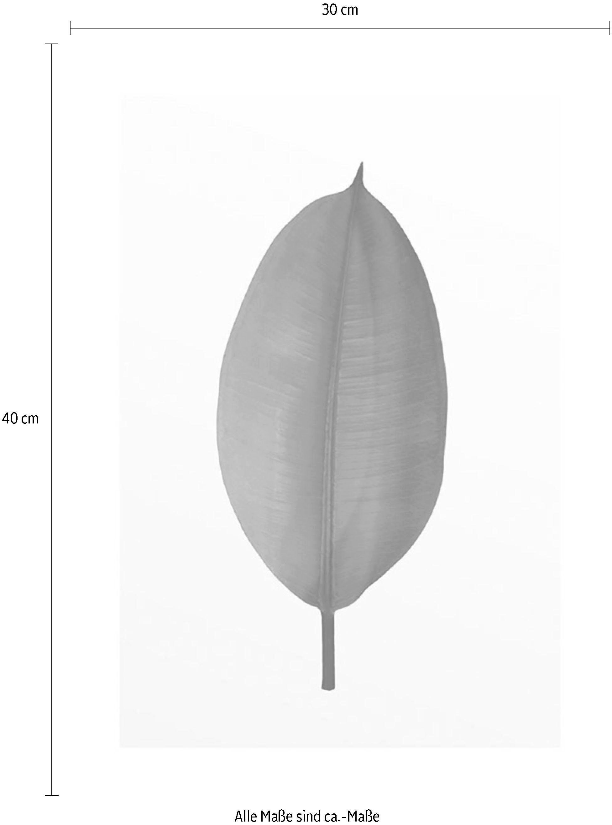 Komar Bild »Ficus Leaf« Blätter | Pflanzen 1 Stk. tlg. Wandbild zur Dekoration - ohne Rahmen