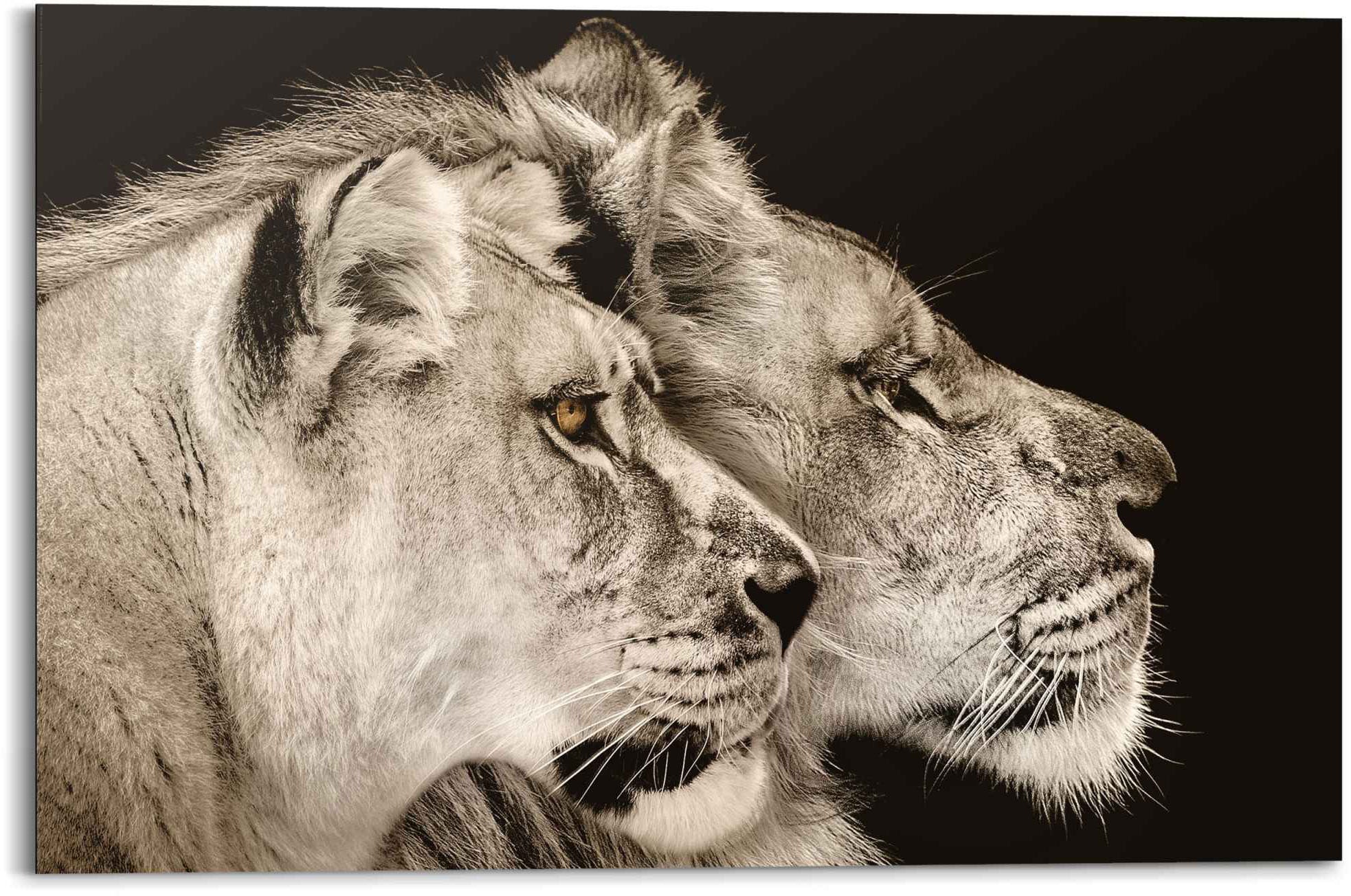 St.) und Löwenkopf Wandbild - | Löwen, (1 kaufen »Wandbild Löwe Löwin Reinders! - BAUR Raubtier Seitenporträt«,