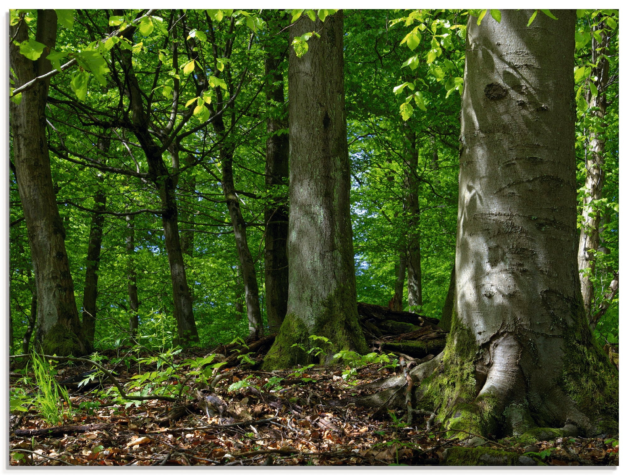 Glasbild »Frühling im Buchenwald«, Wald, (1 St.), in verschiedenen Größen