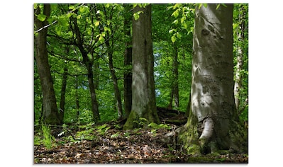 Glasbild »Frühling im Buchenwald«, Wald, (1 St.)