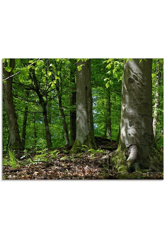 Glasbild »Frühling im Buchenwald«, Wald, (1 St.), in verschiedenen Größen