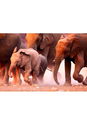 Papermoon Fototapetas »Elephant Herd« matinis