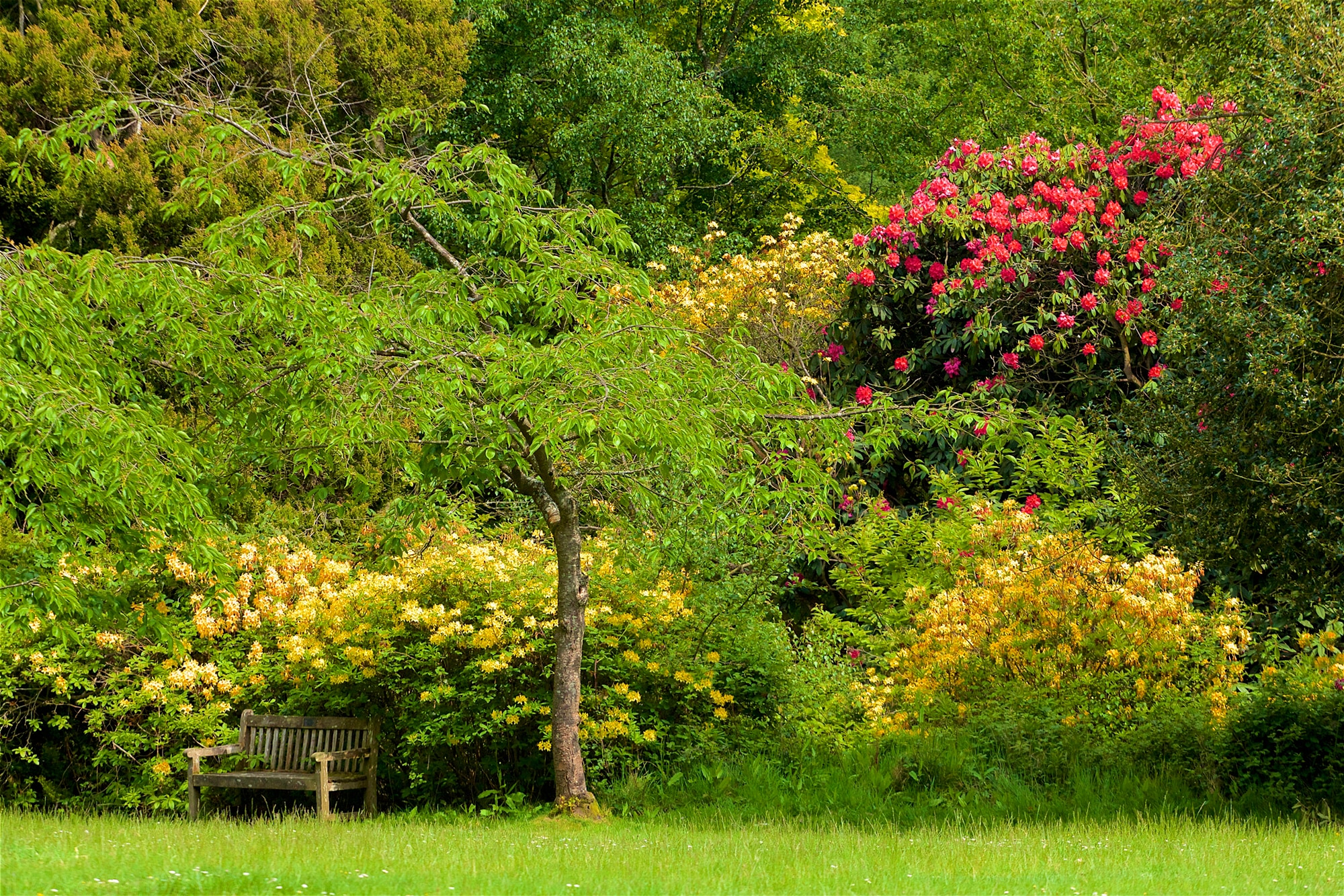 Papermoon Fototapete "WALD IN PARK-BAUM BLUMEN NATUR PFLANZE SONNE WIESE XXL"