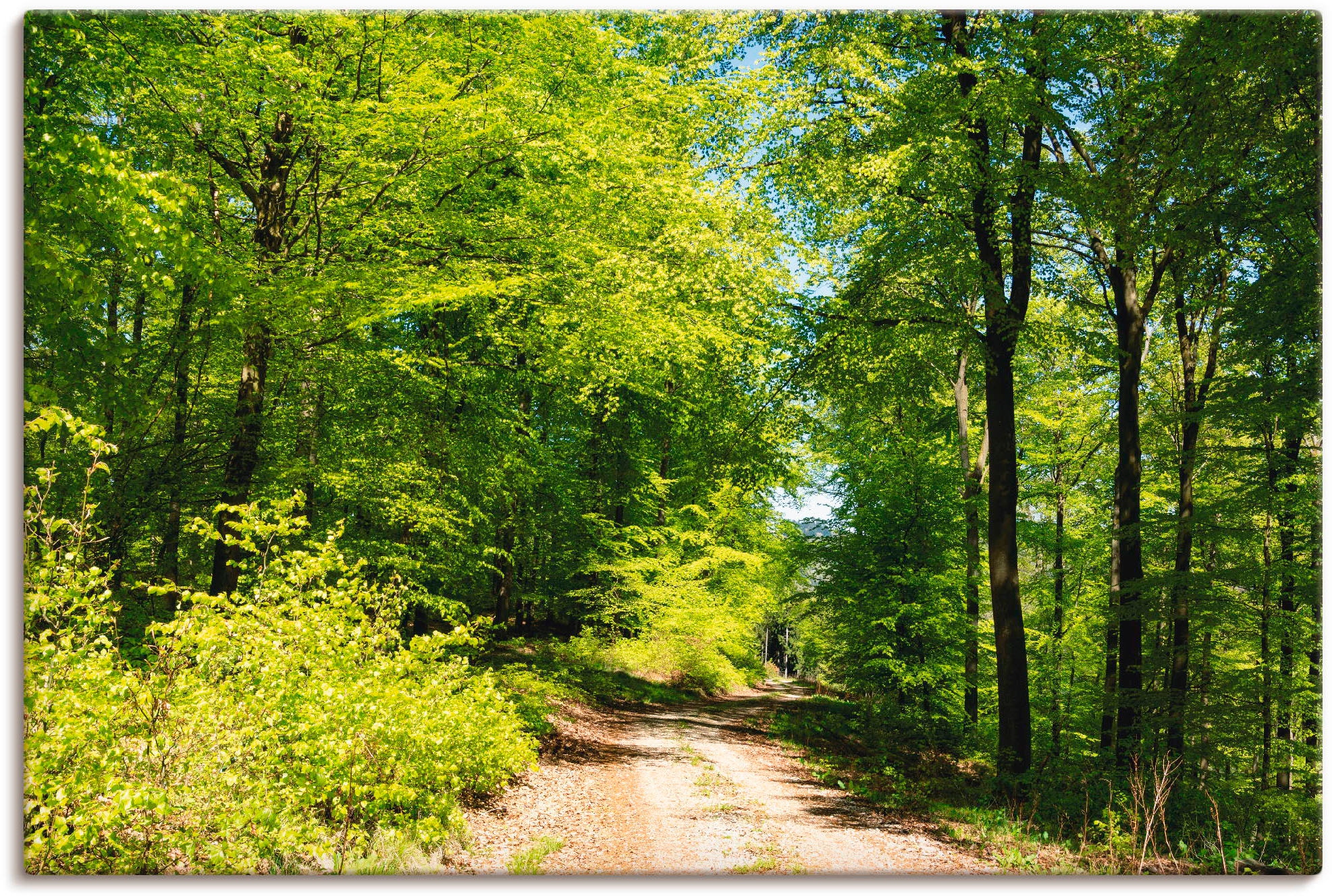 Wald Artland Wald, dem bestellen (1 Größen Wandbild Mai«, | im als versch. Alubild, Poster Leinwandbild, St.), Wandaufkleber BAUR in oder Himmel über »Blauer