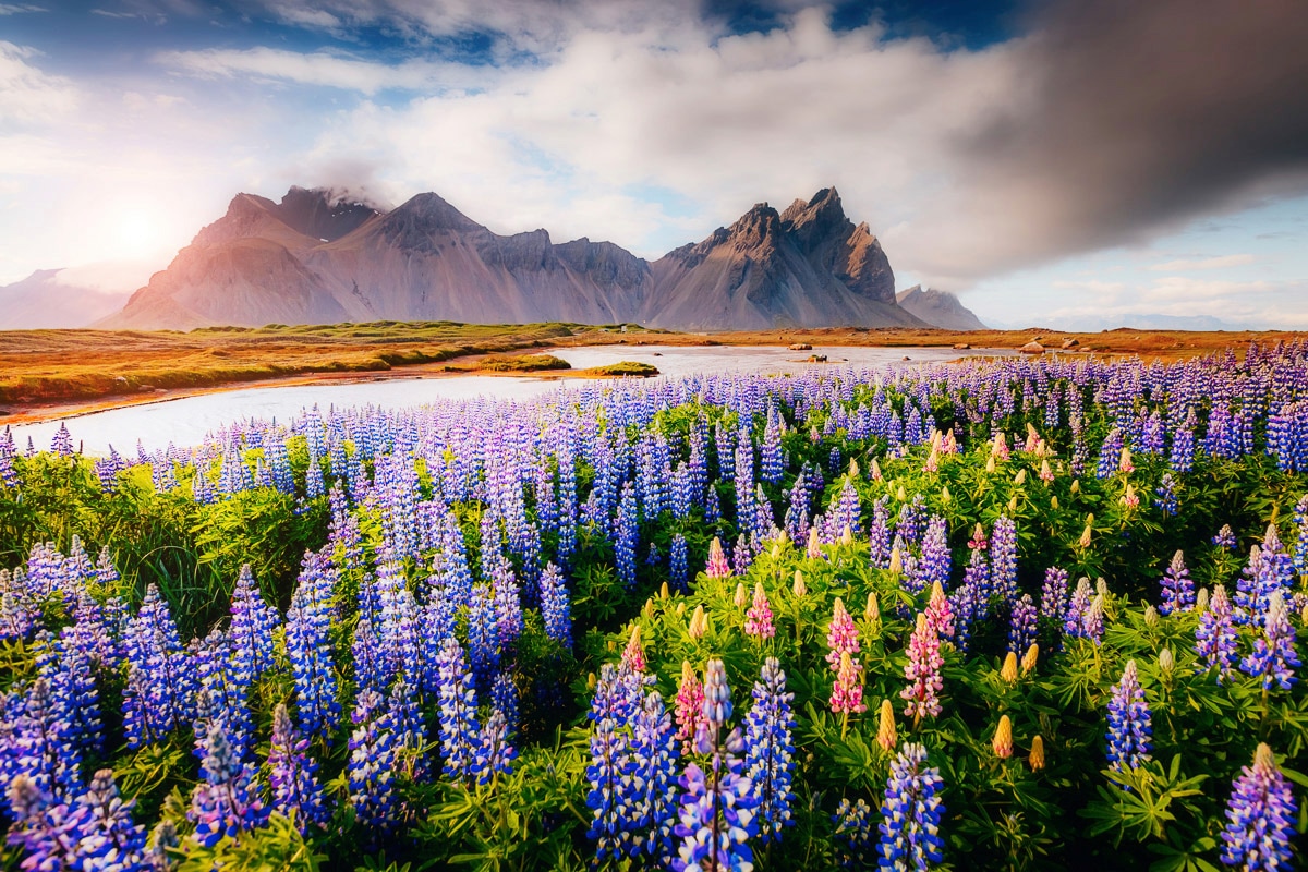 Papermoon Fototapete "Blumenwiese" günstig online kaufen