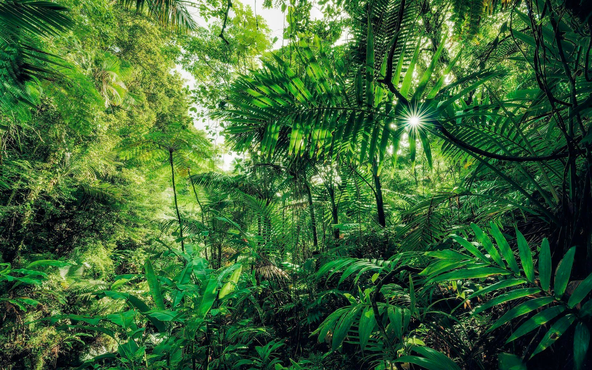 Vliestapete »Into The Jungle«, 400x250 cm (Breite x Höhe), Vliestapete, 100 cm Bahnbreite