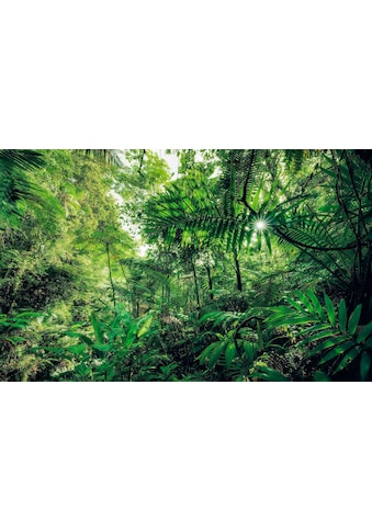 Komar Vliestapete »Into The Jungle« 400x250 ...