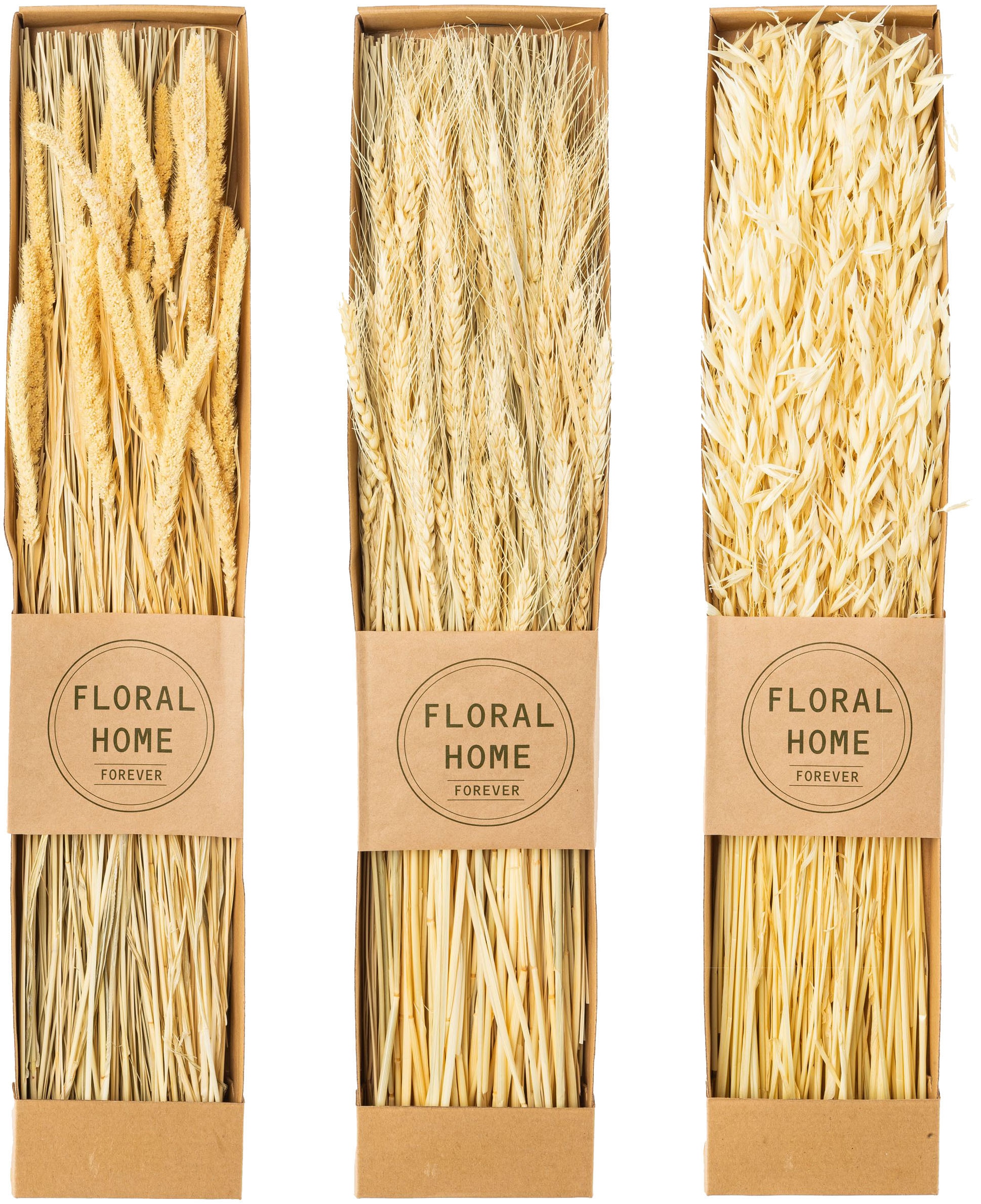 Creativ green Trockenblume "Trockenblumen-Bündel" in 3 Sorten günstig online kaufen