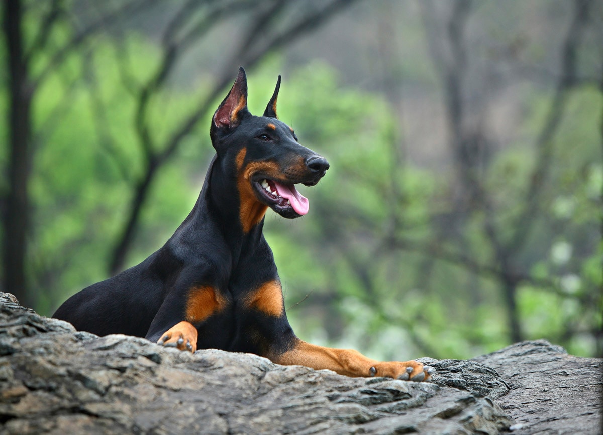 Papermoon Fototapete "Hund in Natur"