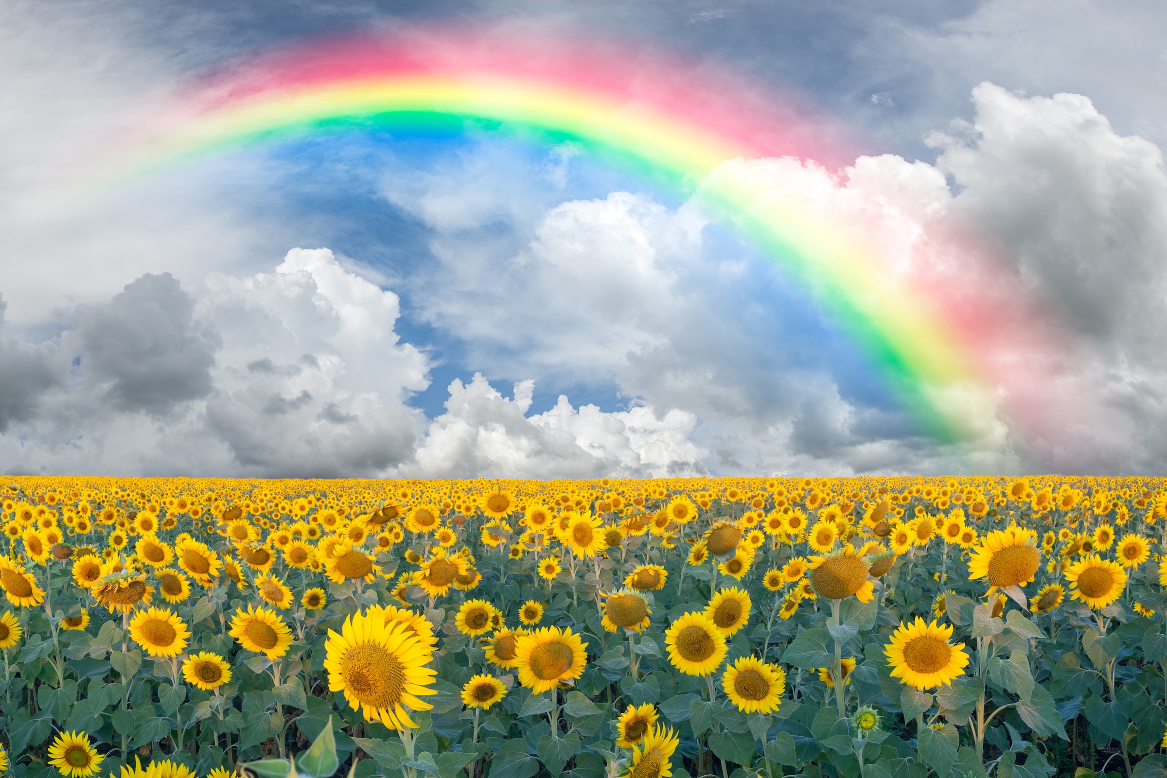 Papermoon Fototapete "Rainbow Sunflowers" glatt
