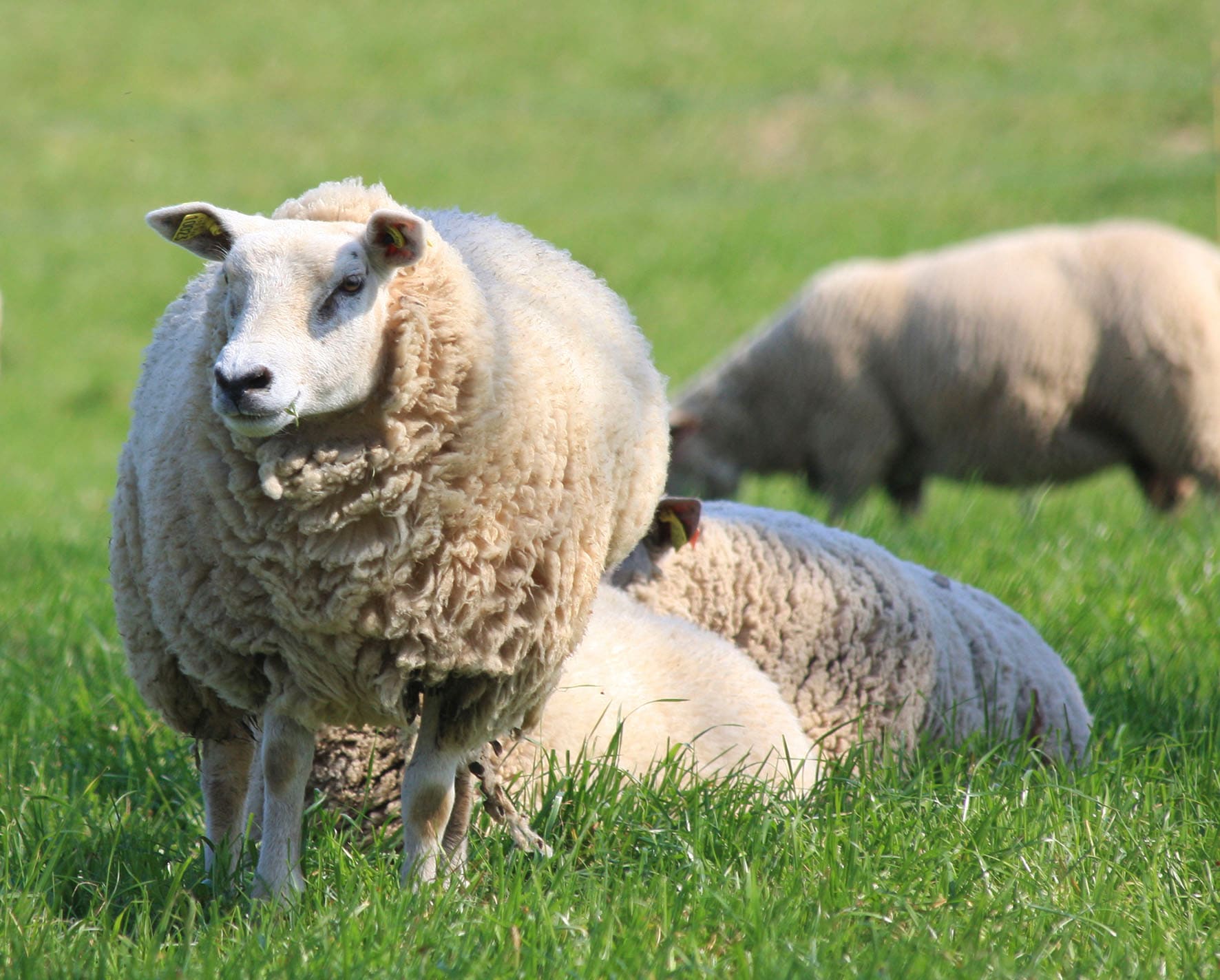 Thumbnail - Hefel Matratzenauflage "Pure Wool, außerordentlich atmungsaktiv", Auflage in 90x200 cm, 140x200 cm und weitere Größen