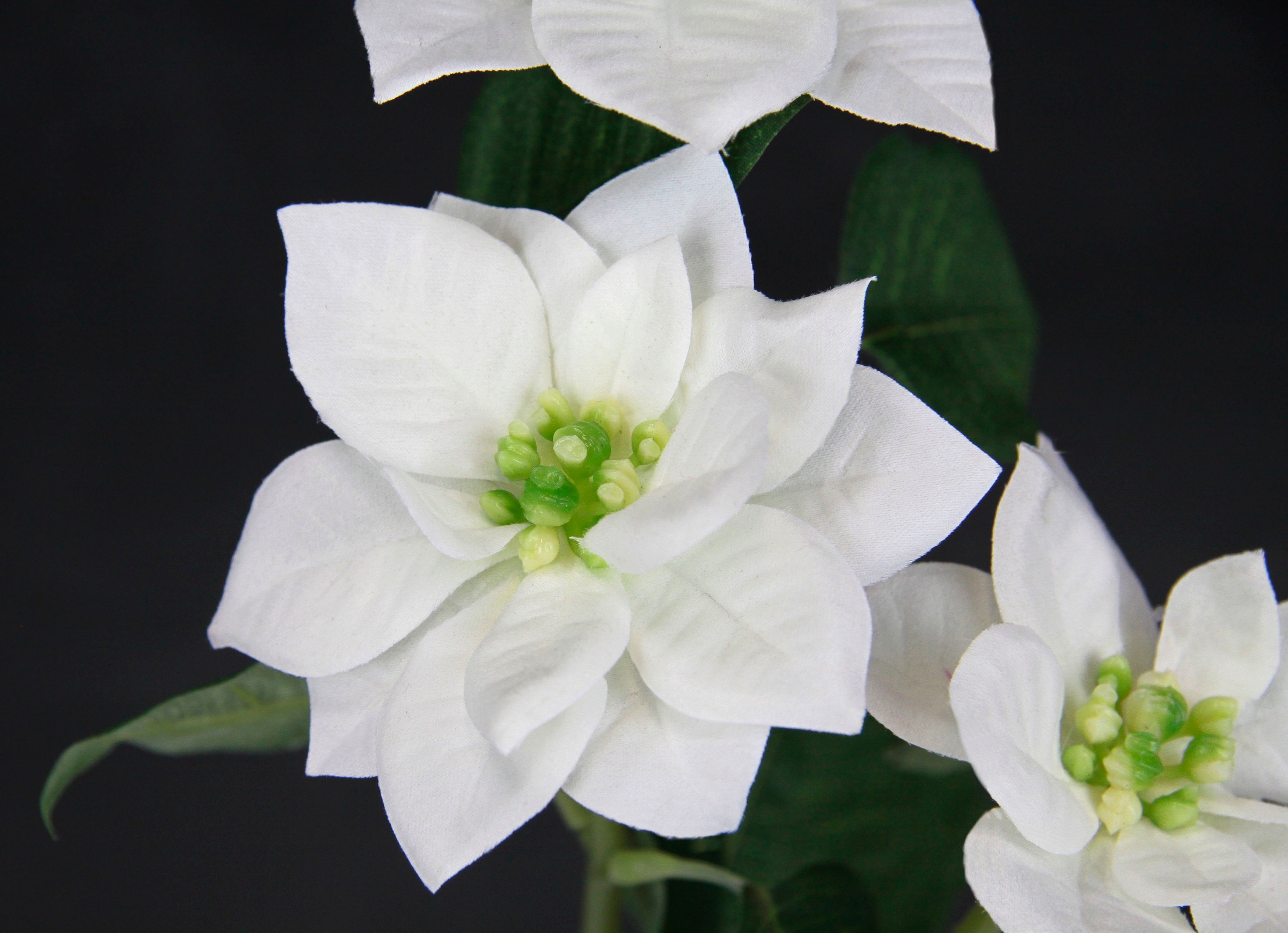 I.GE.A. Kunstblume "Poinsettie", Künstlicher Poinsettiazweig, 5er Set günstig online kaufen