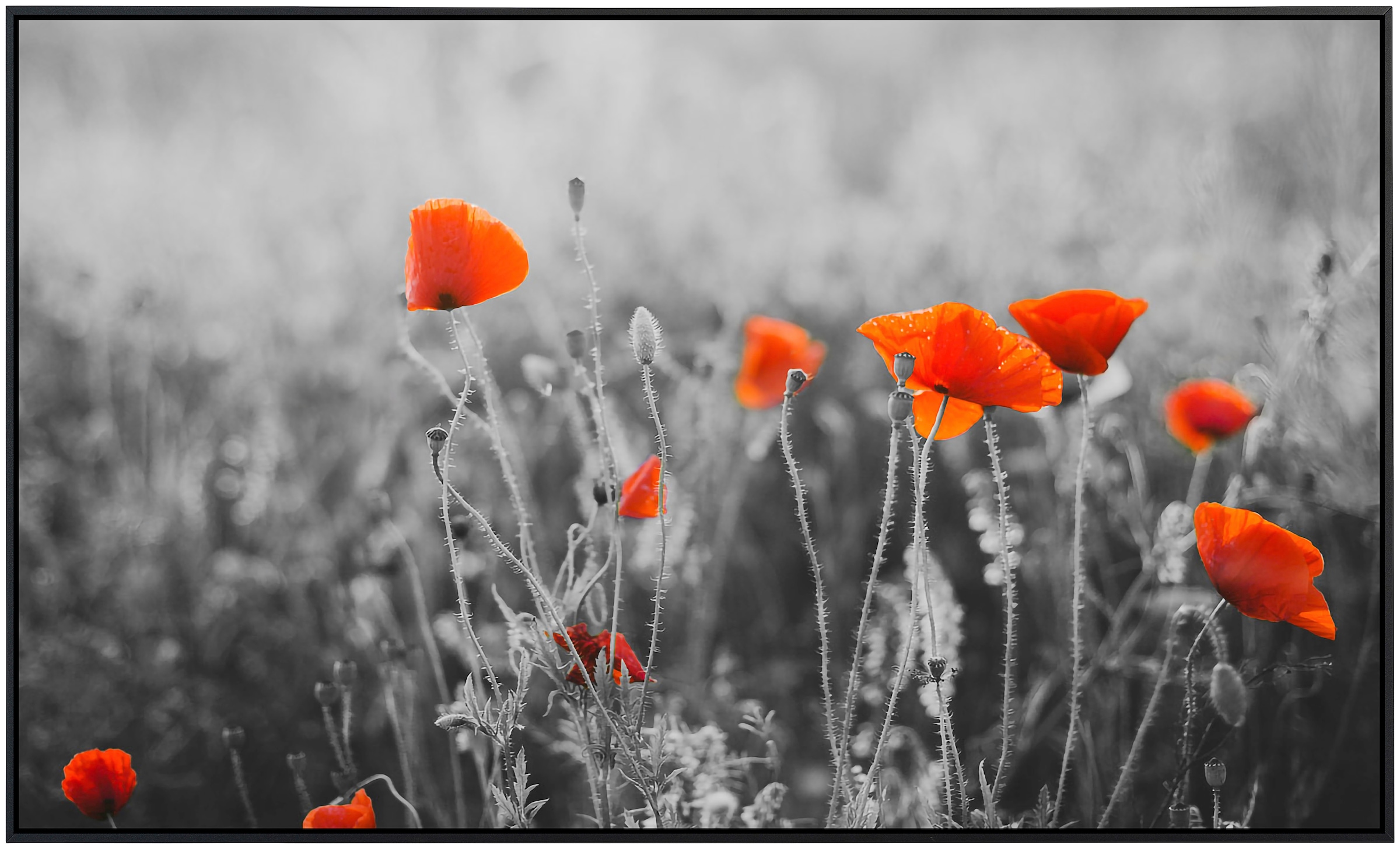 Papermoon Infrarotheizung »Rote Mohnblumen«, sehr angenehme Strahlungswärme