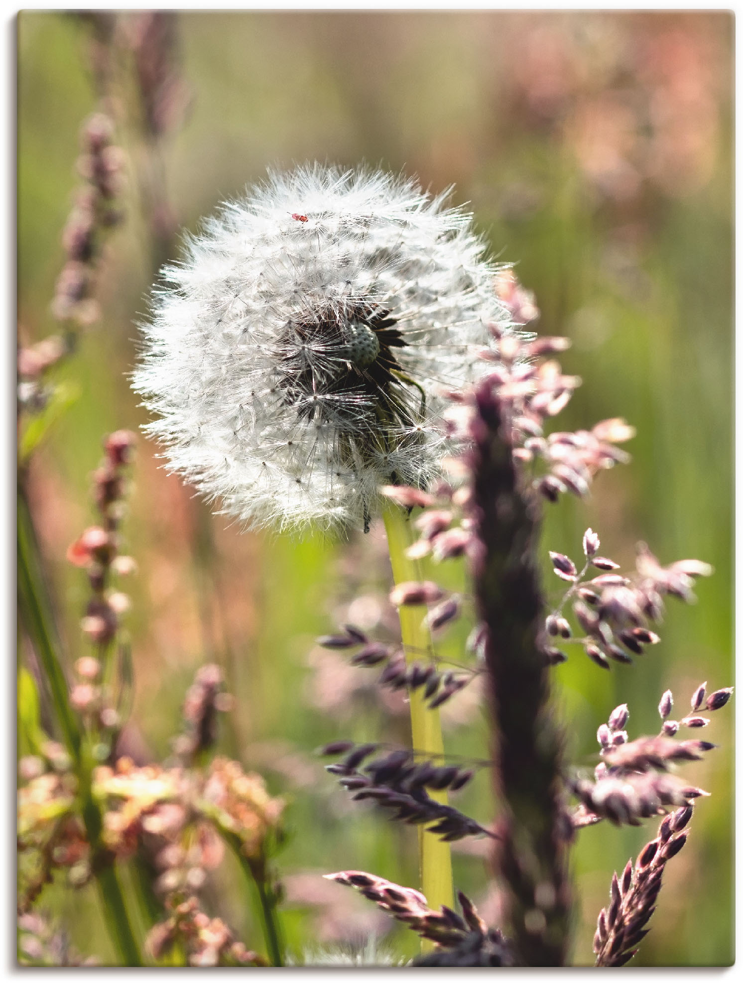Artland Leinwandbild "Pusteblume III" Blumen 1 Stk. tlg. auf Holzrahmen gespannt