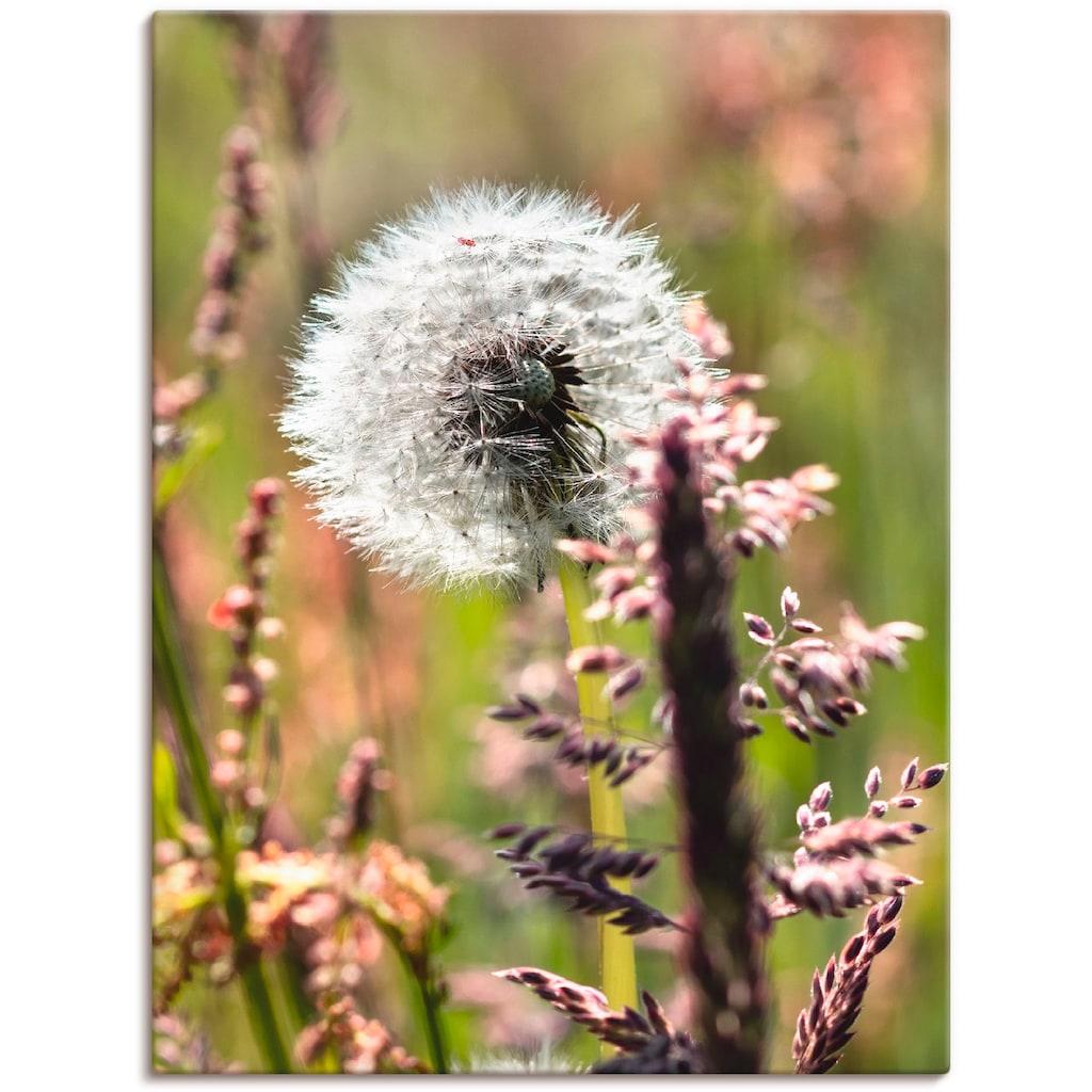 Artland Wandbild »Pusteblume III«, Blumen, (1 St.)