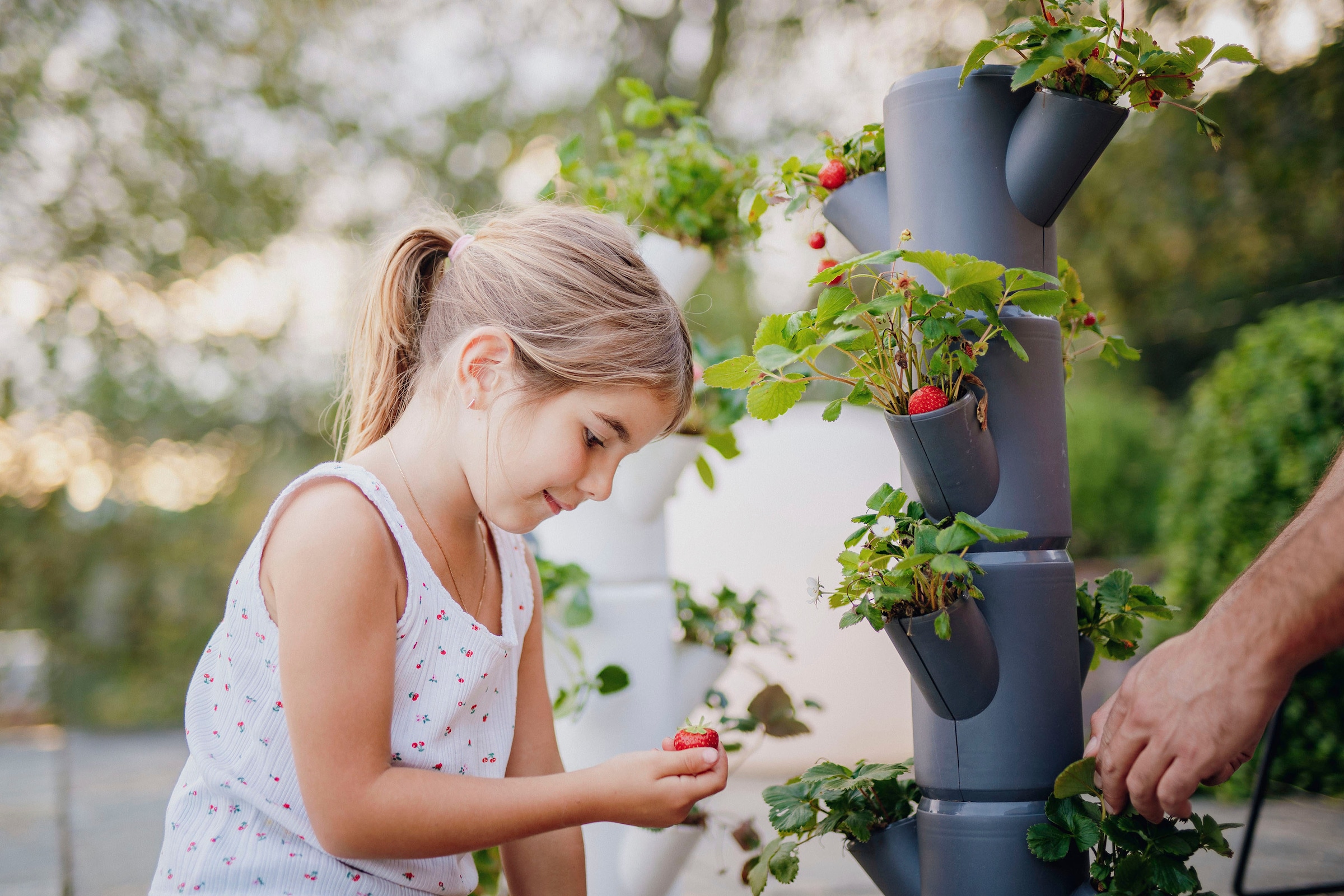 Gusta Garden Pflanzkübel »SISSI Etagen kaufen leicht STRAWBERRY | Untersetzer, BAUR 6 inkl. Erdbeeren gemacht anbauen Erdbeerbaum«
