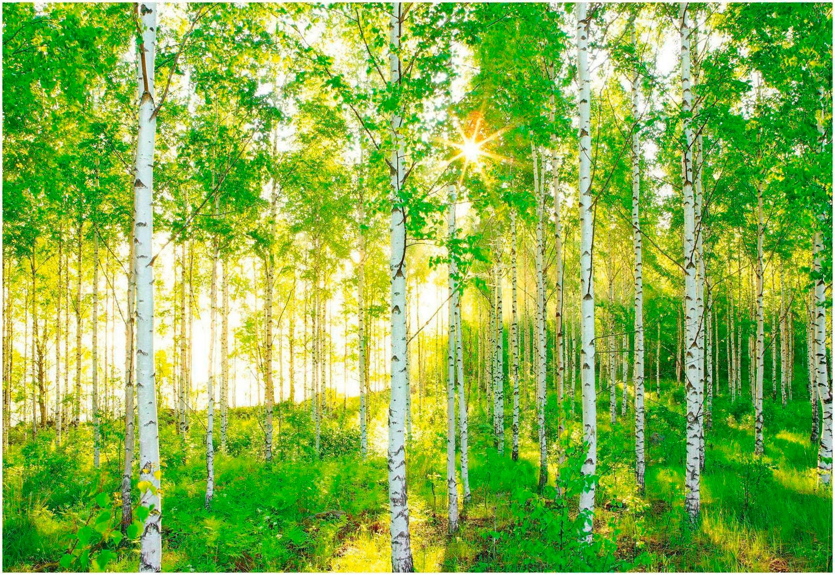 Komar Fototapete "Sunday - Größe 368 x 254 cm" bedruckt glatt Wohnzimmer, Schlafzimmer