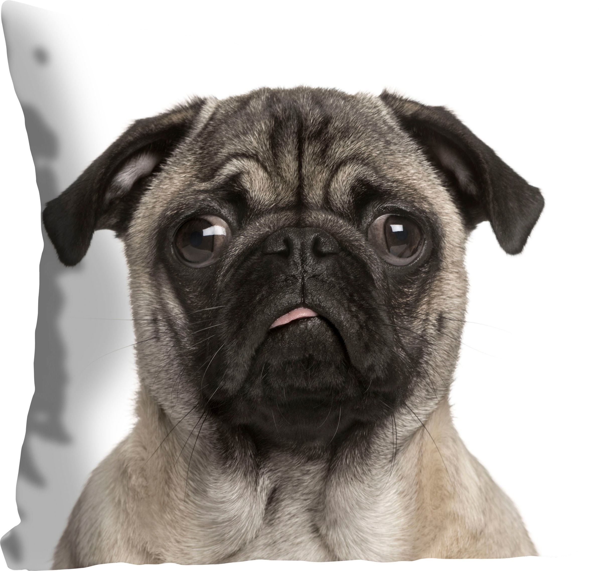 queence Dekokissen "Mops" mit einem Mops günstig online kaufen