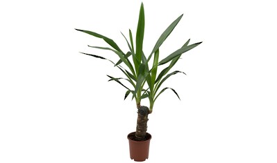 Dominik Zimmerpflanze »Yucca-Palme«, (1 St.), Höhe: 30 cm, 1 Pflanze kaufen