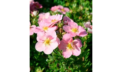 BCM Staude »Fingerstrauch 'Lovely Pink'«, (3 St.), Höhe: 25-30 cm, 3 Pflanzen kaufen