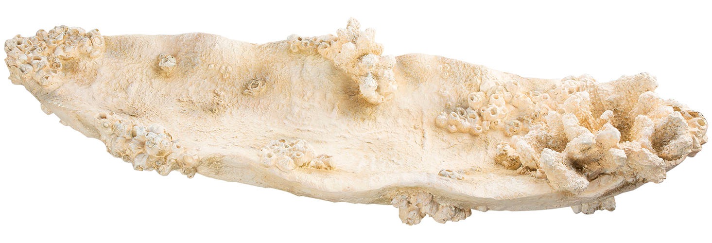 Dekoschale GILDE, B:32cm H:10,5cm T:23,5cmweiß, Dekoschalen, "Schale Amphora Seychelles weiß H. 10,5 cm"