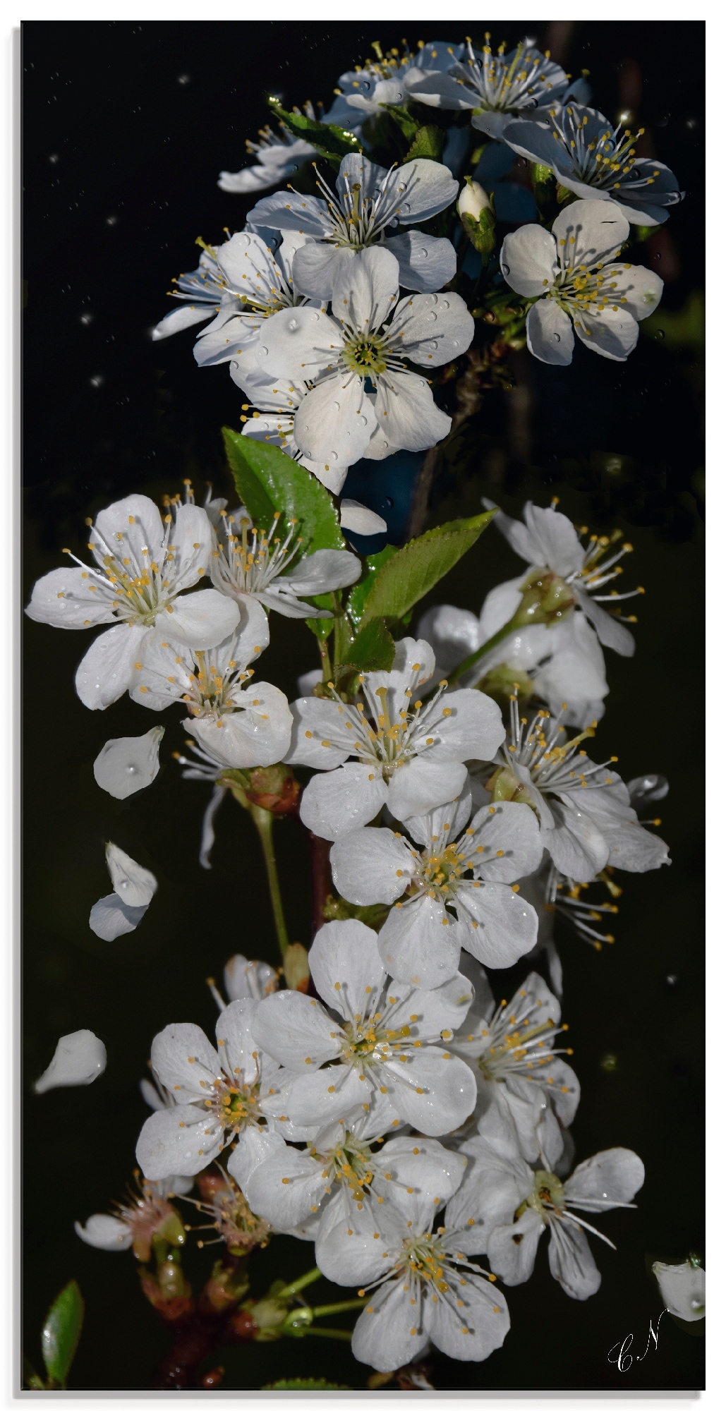 BAUR »Baumblüte«, kaufen Artland Größen Glasbild verschiedenen | in St.), (1 Blumen,