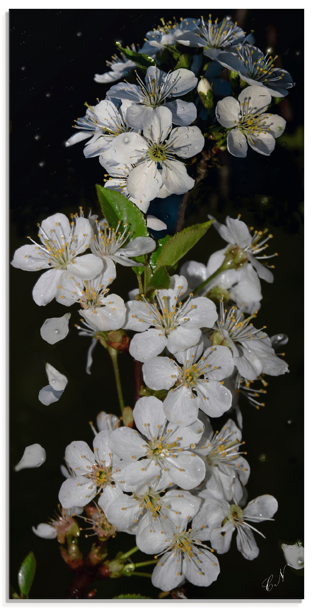Artland Glasbild "Baumblüte", Blumen, (1 St.), in verschiedenen Größen