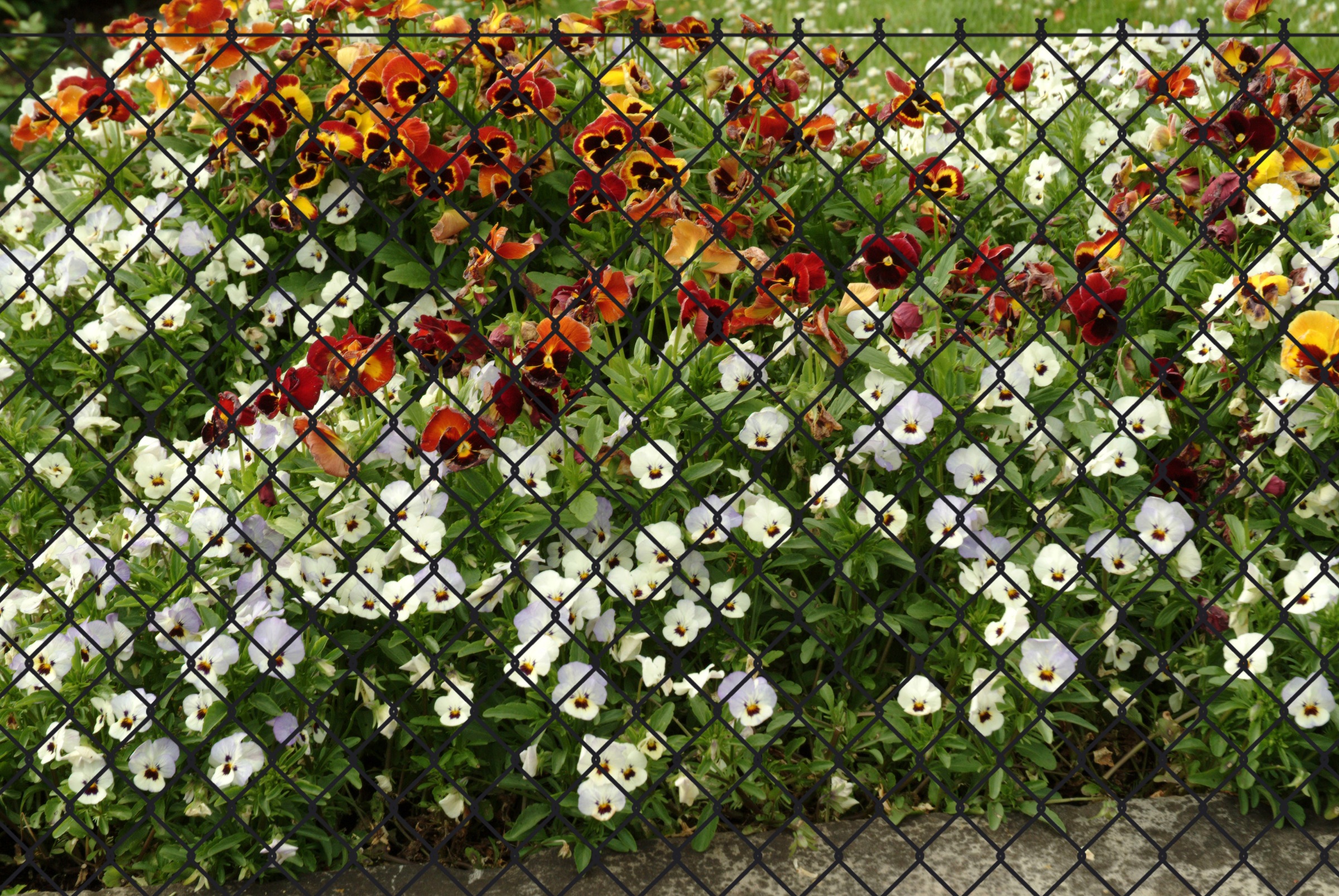 GARDEN 'N' MORE Maschendrahtzaun, 1 Element für 25 m, LxH: 2500 x 83 cm, mit 11 Pfosten