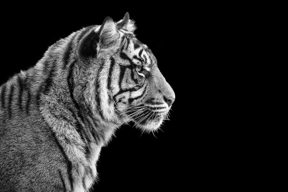 Papermoon Fototapete "Sumatra-Tiger-Porträt"