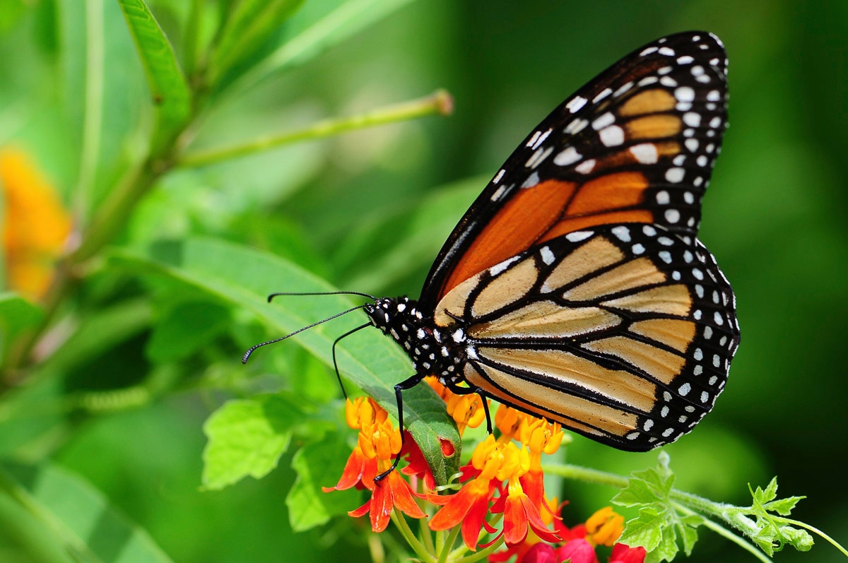 Papermoon "Schmetterling"